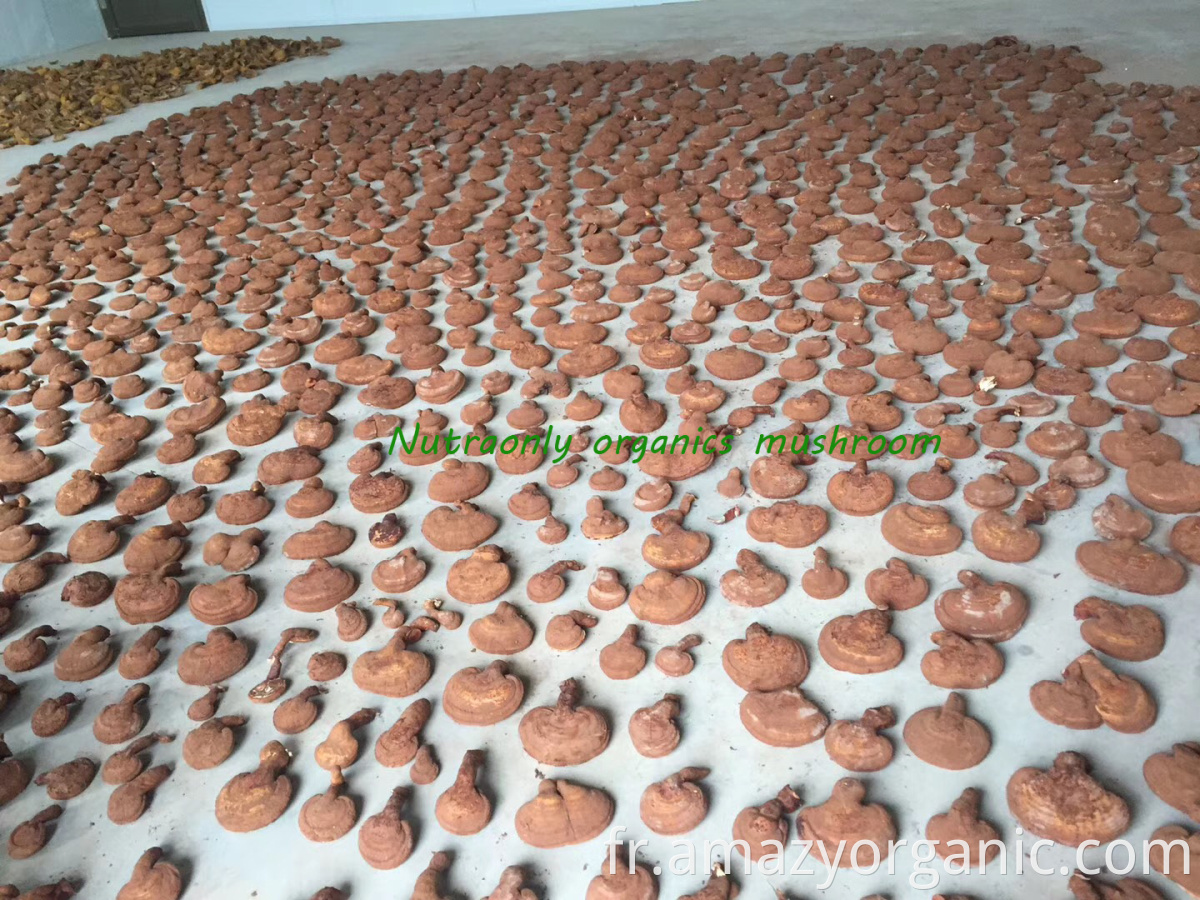 Le meilleur produit de santé biologique cultivé Pure de champignons reishi poudre de champignon de reishi biologique poudre